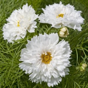 Cosmos 'Double Dutch White'