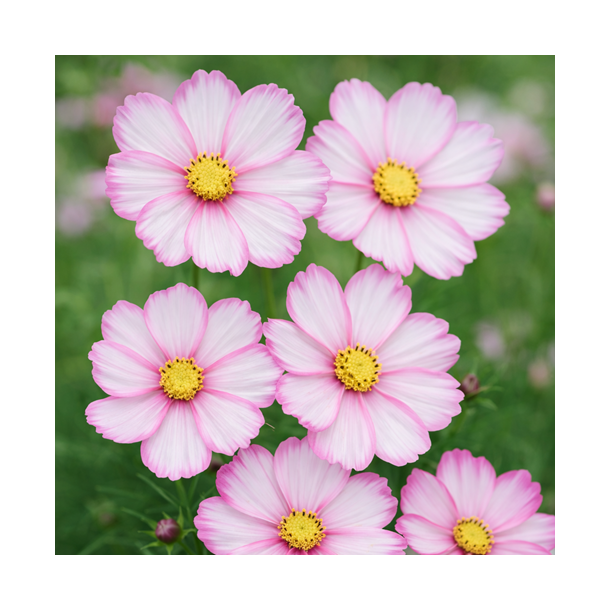 Cosmos 'Candy Stripe' - XL