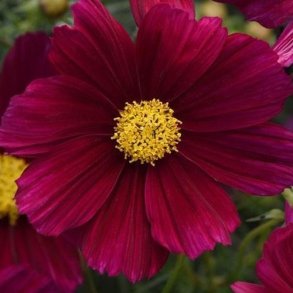 Cosmos 'Sonata Purple Shade'