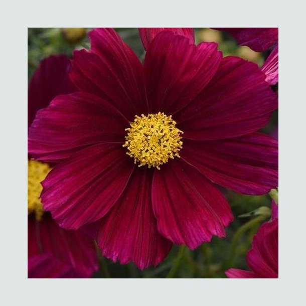 Cosmos 'Sonata Purple Shade'