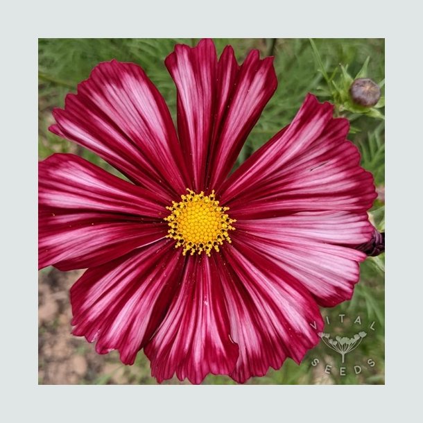 Cosmos 'Velouette'