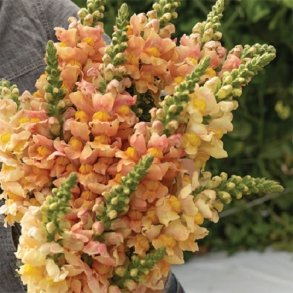 Lvemund 'Costa Apricot' F1