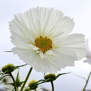 Cosmos ' Cupcakes White'