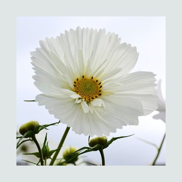 Cosmos ' Cupcakes White'