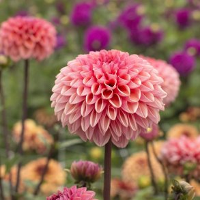 Dahlia 'Daisy Duke'