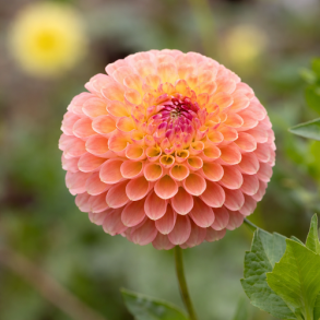 Dahlia 'Jowey Nicky'