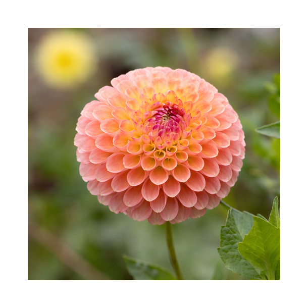 Dahlia 'Jowey Nicky'