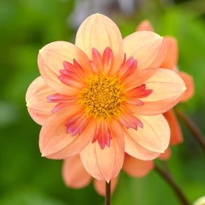 Dahlia 'Kelsey Annie Joy ' - Bivenlig