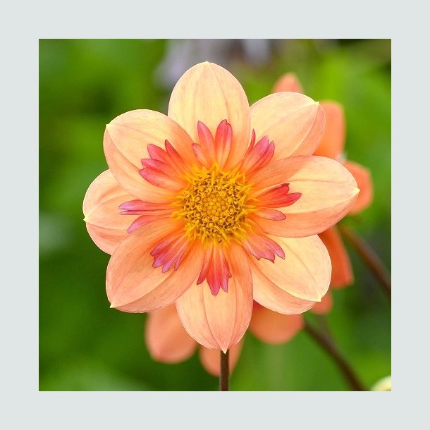 Dahlia 'Kelsey Annie Joy ' - Bivenlig