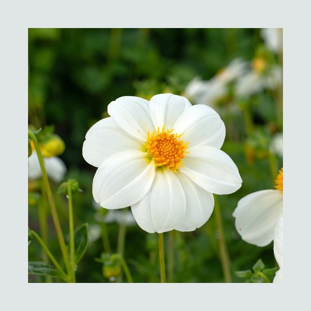 Dahlia 'Sneezy ' - Bivenlig