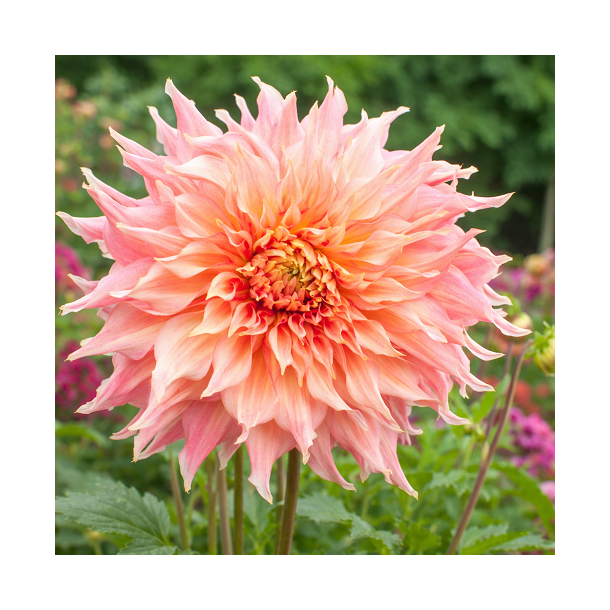 Dahlia 'Penhill Watermelon'