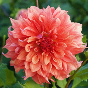 Dahlia 'Belle of Barmera'