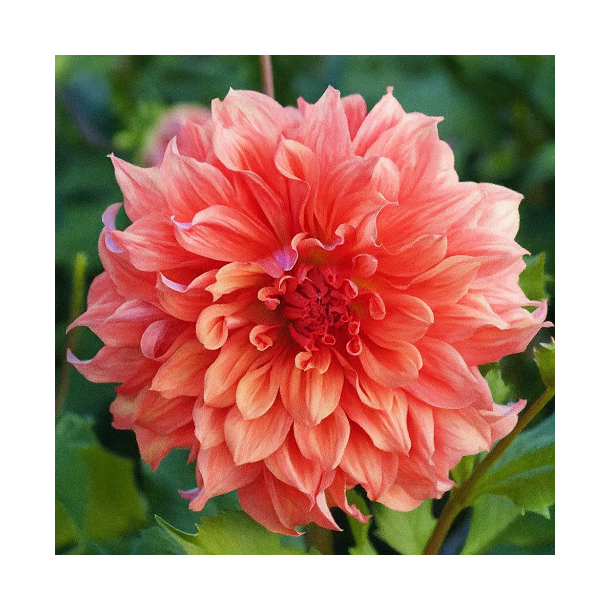 Dahlia 'Belle of Barmera'