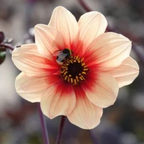 Dahlia 'Date ' - Bivenlig