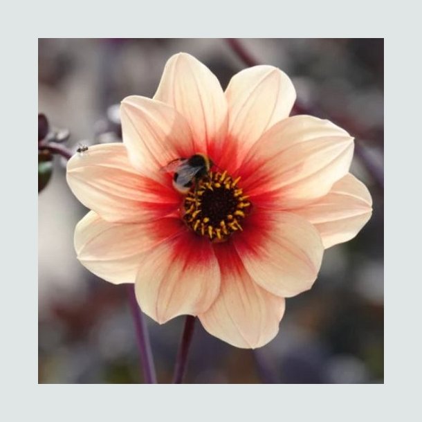 Dahlia 'Date ' - Bivenlig