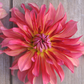Dahlia 'Dutch Delight'