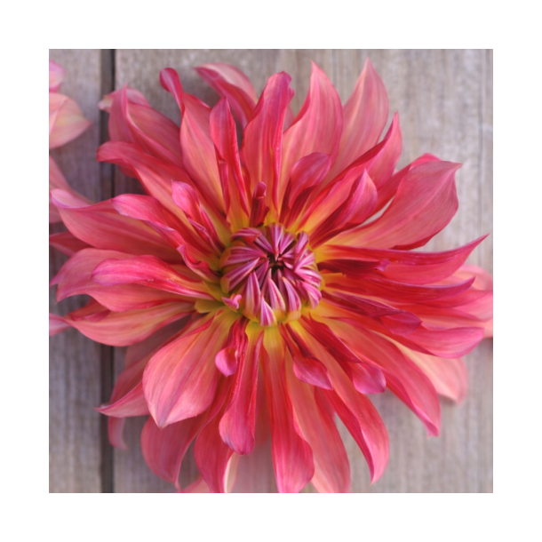 Dahlia 'Dutch Delight'
