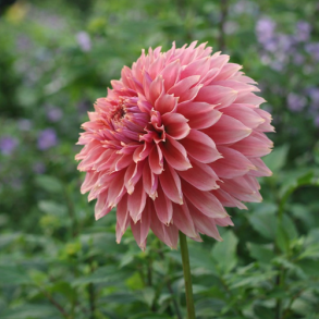 Dahlia 'Orange Fubuki'