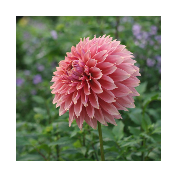 Dahlia 'Orange Fubuki'