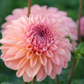 Dahlia 'Sebastiaan '