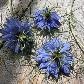  Nigella 'Miss Jekyll Darkblue'