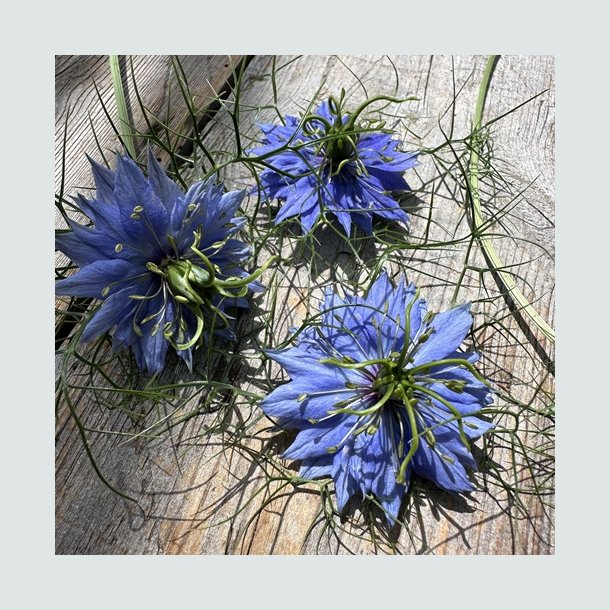  Nigella 'Miss Jekyll Darkblue'