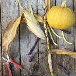 Frkasse De Tre Sstre - kologisk