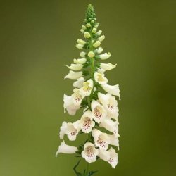 Fingerb�l 'Dottie Cream'