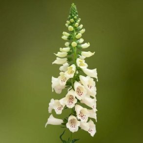 Fingerbl 'Dottie Cream'