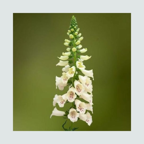 Fingerb�l 'Dottie Cream'