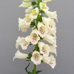 Fingerb�l 'Dottie Cream'