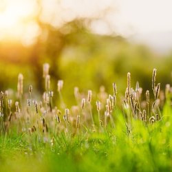 Dunet vejbred - Hjemmehrende