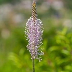 Dunet vejbred - Hjemmehrende