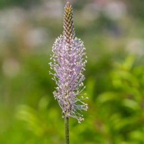 Dunet vejbred - Hjemmehrende