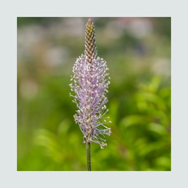 Dunet vejbred - Hjemmehrende