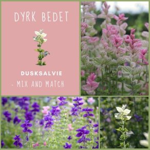 Dusksalvie - mix and match