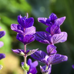 Dusksalvie Lilla - kologisk