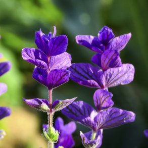 Dusksalvie Lilla - kologisk