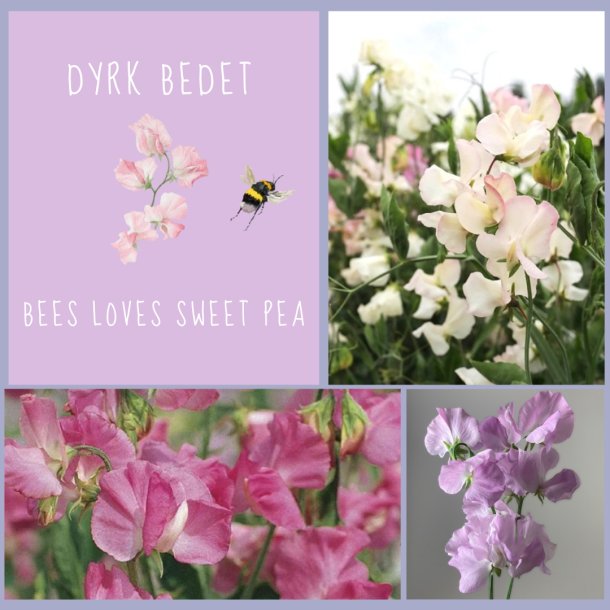 Bees Loves Sweet Pea