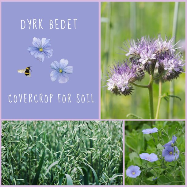 Covercrop For Soil - XL