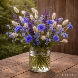 Fr�kasse Violet Efter�rss�ning - �KO