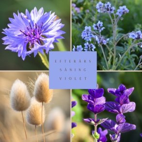 Fr�kasse Violet Efter�rss�ning - �KO