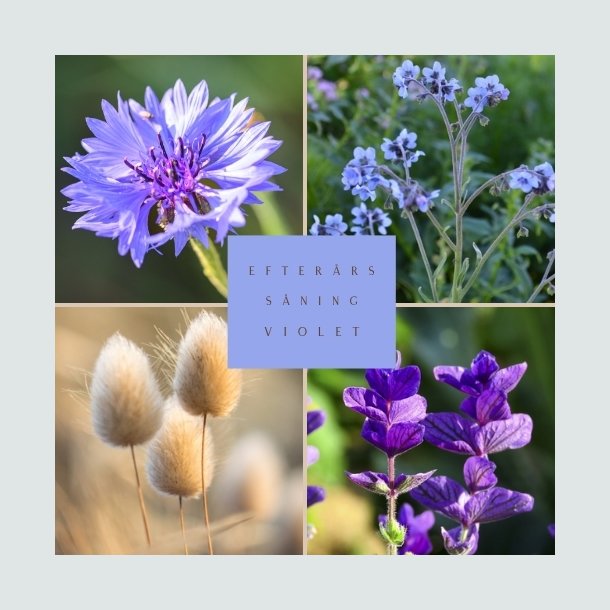 Fr�kasse Violet Efter�rss�ning - �KO