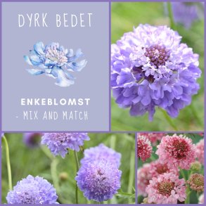 Enkeblomst - mix and match