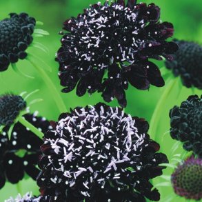 Enkeblomst 'Black Knight'