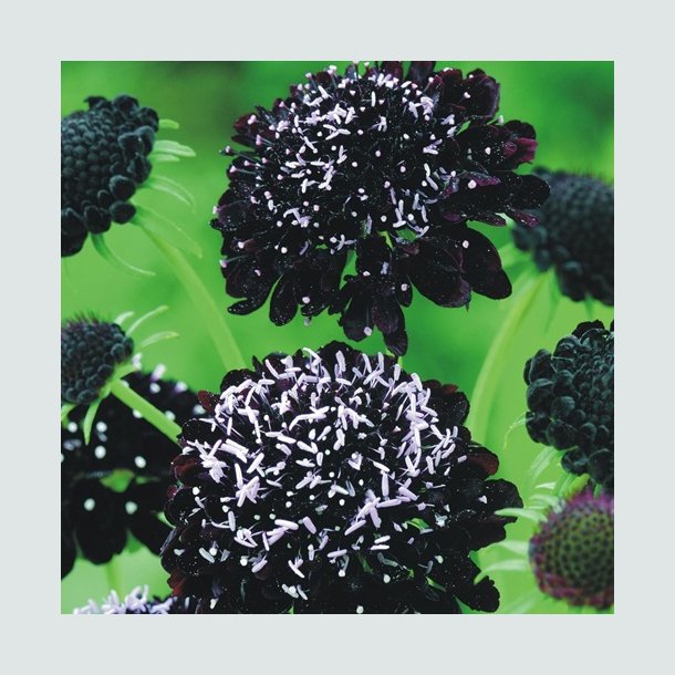 Enkeblomst 'Black Knight'