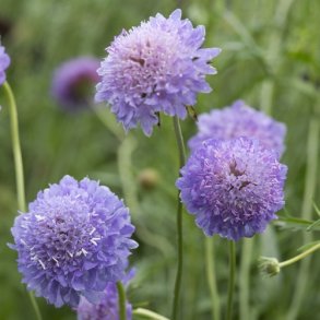 Enkeblomst 'Blue Cockade'