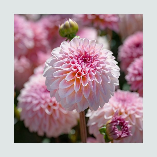 Dahlia 'Esli'