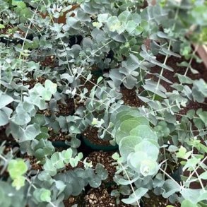 Eukalyptus 'Silver Dollar'