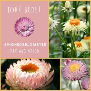 Evighedsblomster - mix and match